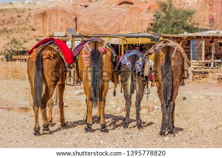 funny animal picture four donkeys asses in dry desert Middle East scenic outdoor environment