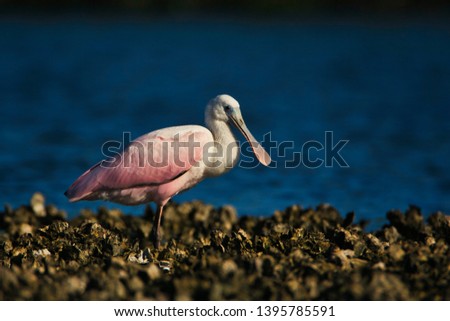 Pink Spoonbill tropical Florida shorebird standing on an oyster bed with blue water in summer sunshine in the morning. Royalty-Free Stock Photo #1395785591