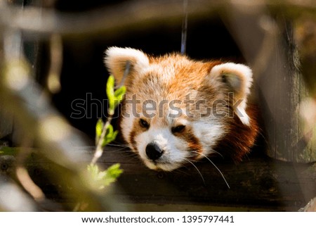 Red panda sleeping in bed 