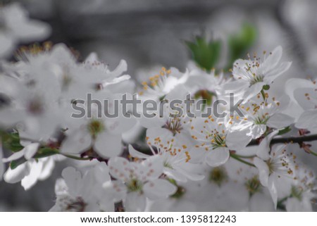 Beautiful bokeh blurry background flowers.