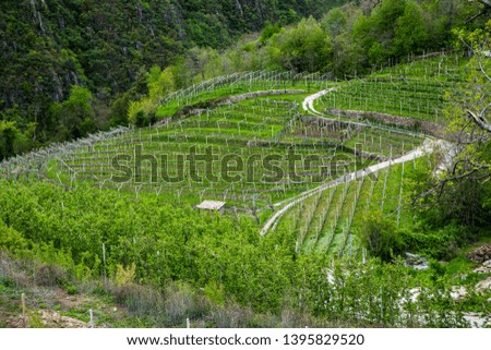 Landscape of vineyard in Italy. Spring landscape with green vineyards. Italian Landscape with vines on the hillside.