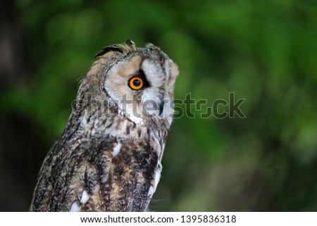 Owl portrait on green blurred background. Small long-eared owl (Asio otus) in a forest, nocturnal bird