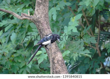 Common magpie (Pica pica) is a bird living in the northern Eurasian continent. Among the most intelligent birds, the social animal is known to construct elaborate nests featuring man-made material.