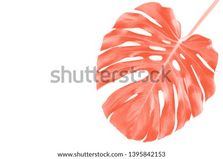 Background made of tropical palm leaves Monstera in Coral color. Flat lay, top view