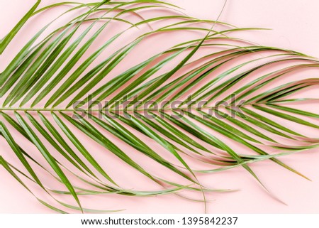 Tropical palm leaves Phoenix on pink background. Flat lay, top view