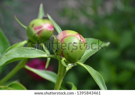 Gardening. Green leaves. Flower Peony. Paeonia, herbaceous perennials and deciduous shrubs. Young buds