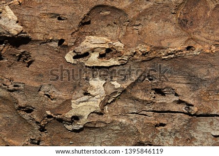 The texture of the outer surface of pine bark damaged by insect pests.