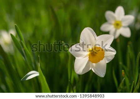 Daffodils on a green lawn background, sunlight bright colors.