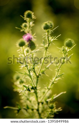 Close up view of a green plant with a blooming purple spiked flower.