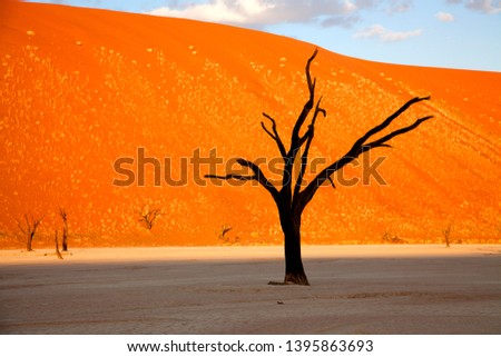Camelthorn  dead tree (Acacia erioloba), Dead Vlei, Namib-Naukluft National Park, Namib desert, Namibia.