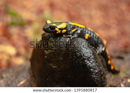 Salamander by a lizard-like appearance with black and yellow body pattern sitting on a stone