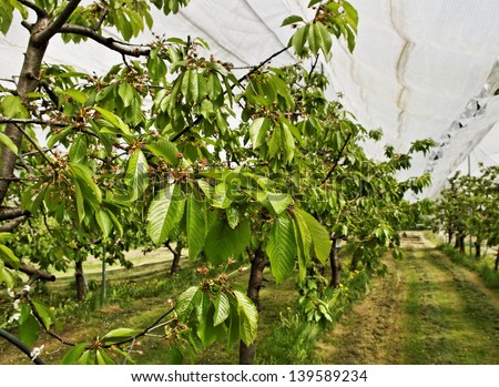Yard of cherry-trees with protection net.