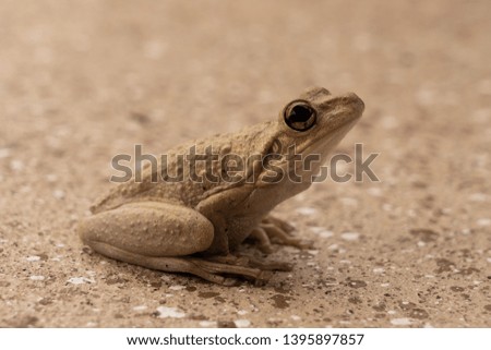 Small tan, light brown frog. Close up.
