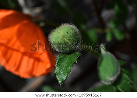 A beautiful flower of orange poppy color