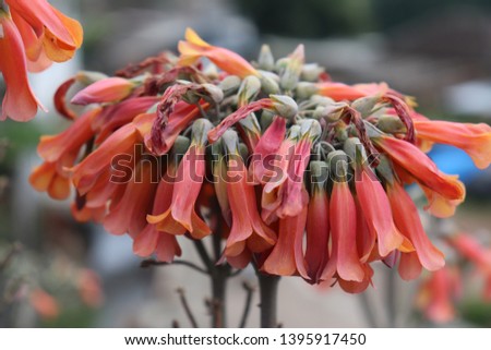 orange succulent flower in bloom,