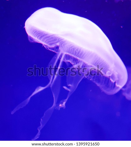 Pink and purple color jelly fish in blue tank