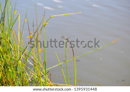 A single dragonfly rests on the reeds at the edge of a small pond.