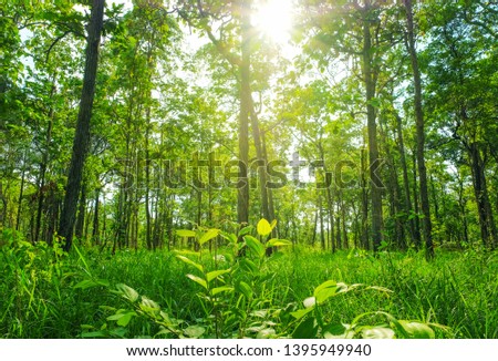 A treetop view picture of green forest  with many branches and blue sky at background. 
