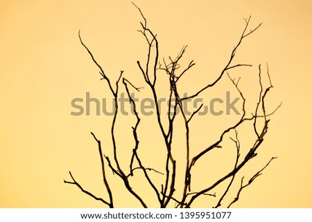 Dead branches of a tree.Dry tree branch in sunset.
