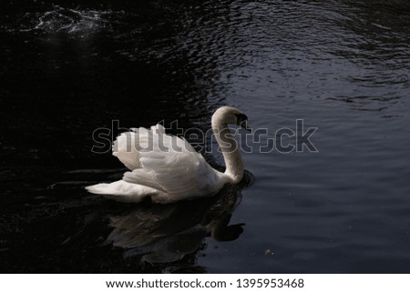 White swan in a water. Close up.