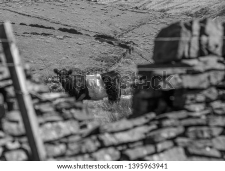 A cow looks at the camera from a Yorkshire field through a broken old stone wall, which frames the picture.