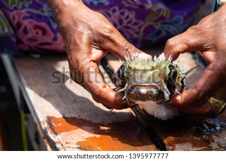 puffer fish on fisherman hand, before self protect.