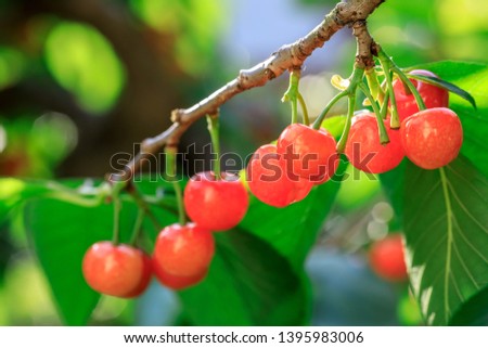 Cherry tree with ripe cherries in the garden