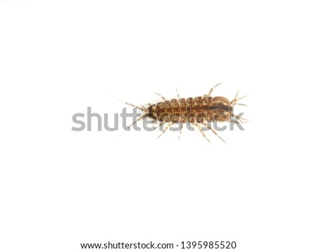 The small freshwater crustacean Asellus aquaticus isolated on white background