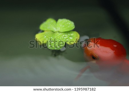 Close up floating water lettuce, Pistia stratiotes Linnaeus plant.