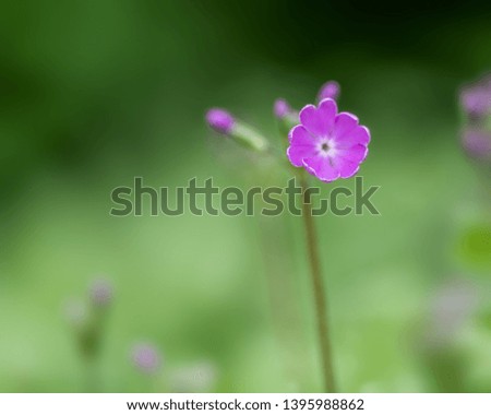 Macro of a flower in the garden