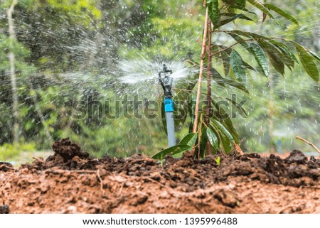 Watering by sprinkler on Durian seedling or sapling durian is a king of fruit in Thailand and asia fruit have a spikes shell and sweet can buy at Thai street food and fruit market at agriculture farm
