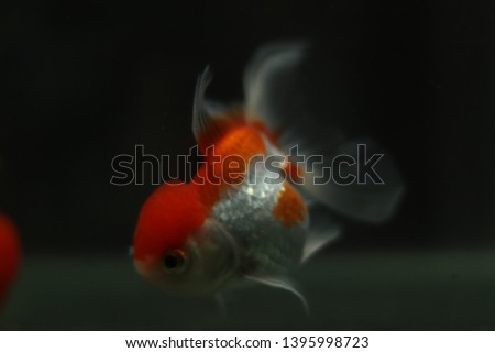  Red and White  oranda goldfish in aquarium