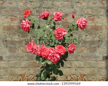 Very beautiful red rose, day light captured image in summer time