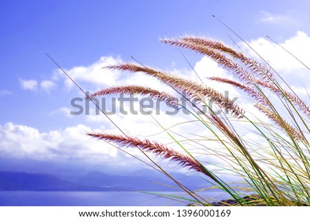 Stems of grass with seeds in the wind, intense blue sky in background, sea and mountainous landscape.