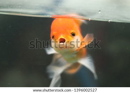 Goldfish in the aquarium, Close up of Red  oranda