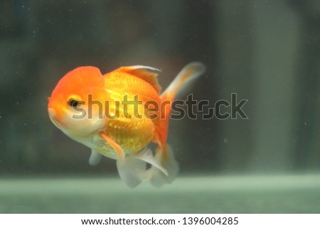 Goldfish in the aquarium, Close up of Red  oranda