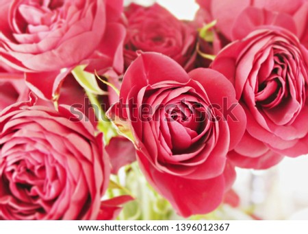 closeup of a bunch of rose flower  in vintage/ retro style