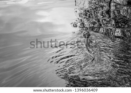 Black and white alligator swimming away in still waters