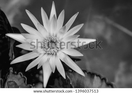 closeup beautiful black and white lotus flower and green leaf in pond, lotus pictures Monochrome, black and white flower background 