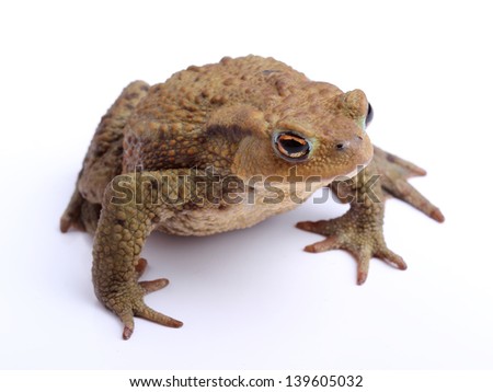 	Common toad (Bufo bufo) isolate on white