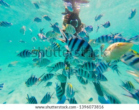 Many Clown fish with Diver taking photo underwater. Snorkeling with, rock and coral at Sattahip, Chonburi, Thailand
