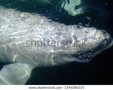 Beluga whale swim under water