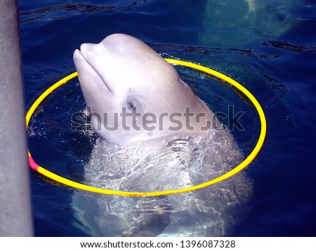 Beluga whale play at circle