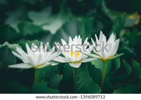 White lotus in the lake