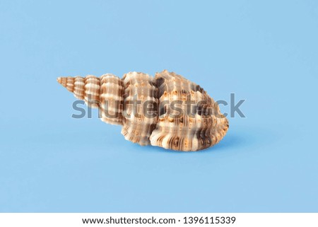 Sea shell isolated on blue background. Travel and tourism clipart
