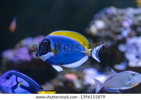 Powder Blue Tang (Acanthurus leucosternon) swimming in coral reef tank