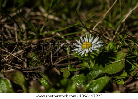 Young color daisy bloom in sunny hot spring day