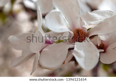 Magnolia White Flower is a plant genus belonging to the Magnoliaceae family. It is named after French botanist Pierre Magnol.