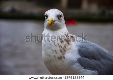 The pigeon on river thames with eyes open and looking straight in camera.