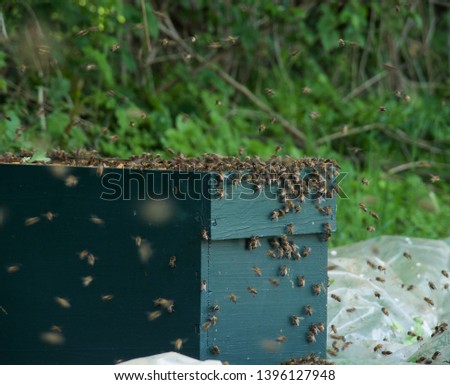 Close up of flying bees. Wooden beehive and bees - Image
